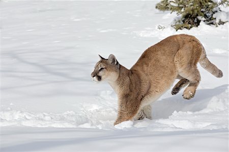 puma - Cougar dans la neige Photographie de stock - Rights-Managed, Code: 700-01199475