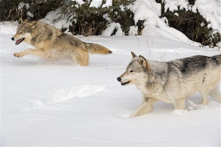 perro salvaje - Timber Wolves in Snow Foto de stock - Con derechos protegidos, Código: 700-01199484