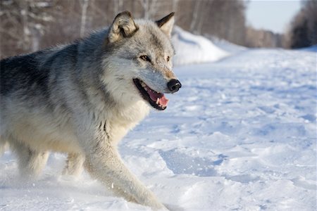 perro salvaje - Portrait of Timber Wolf Foto de stock - Con derechos protegidos, Código: 700-01199486