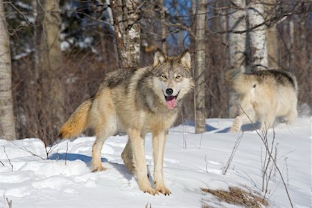 Timber Wolves Stock Photo - Rights-Managed, Code: 700-01199487