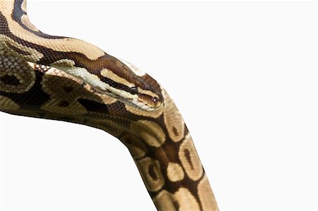 snake head close up - Python Stock Photo - Rights-Managed, Code: 700-01199934