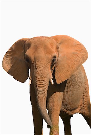 simsearch:873-06440264,k - Portrait of Elephant Foto de stock - Con derechos protegidos, Código: 700-01199930