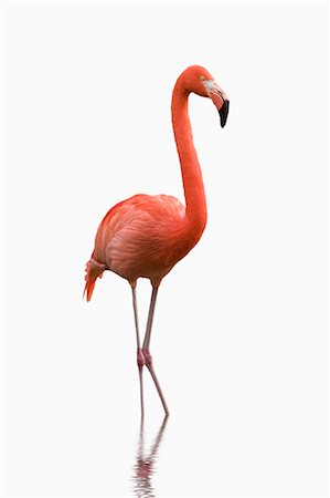 Flamingo Stock Photo - Rights-Managed, Code: 700-01199931