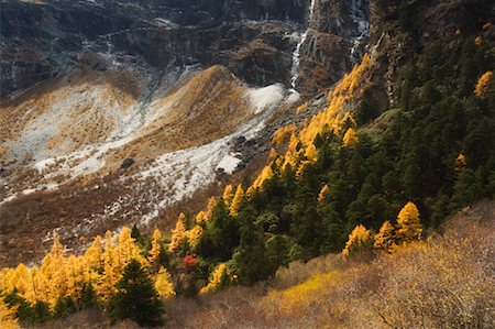 Mélèzes, réserve naturelle de Yading, Province du Sichuan, Chine Photographie de stock - Rights-Managed, Code: 700-01200091