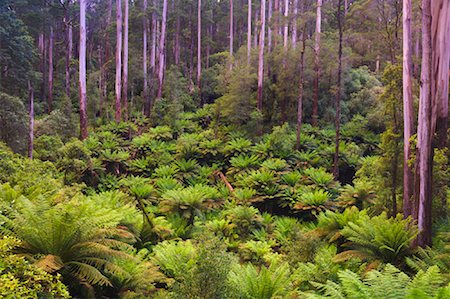 simsearch:6119-08268662,k - Baumfarne, Great Otway Nationalpark, Victoria, Australien Stockbilder - Lizenzpflichtiges, Bildnummer: 700-01200140