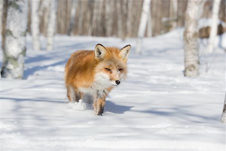 Red Fox in Winter Foto de stock - Con derechos protegidos, Código: 700-01200251