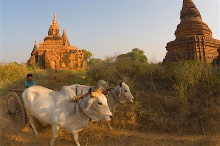 Ox Cart, Bagan, Myanmar Stock Photo - Rights-Managed, Code: 700-01223875