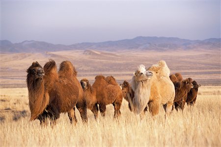 Camels Grazing, Arkhangai Province, Mongolia Stock Photo - Rights-Managed, Code: 700-01234944