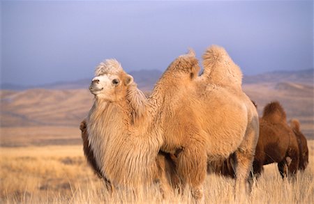 Mongolian White Camel, Arkhangai Province, Mongolia Foto de stock - Direito Controlado, Número: 700-01234948