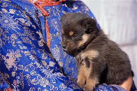 person holding dog in arms - Mongolian Dog Puppy, Arkhangai Province, Mongolia Stock Photo - Rights-Managed, Code: 700-01234950