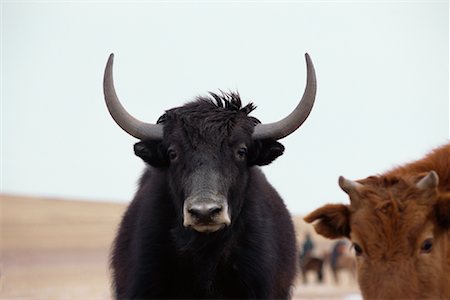 Mongolian Yak, Arkhangai Province, Mongolia Stock Photo - Rights-Managed, Code: 700-01234951