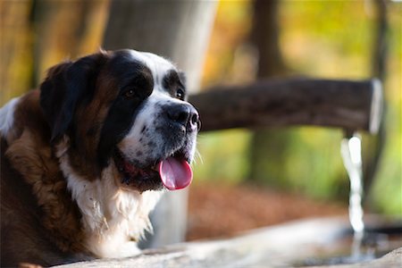 Dog at Drinking Fountain Stock Photo - Rights-Managed, Code: 700-01235841