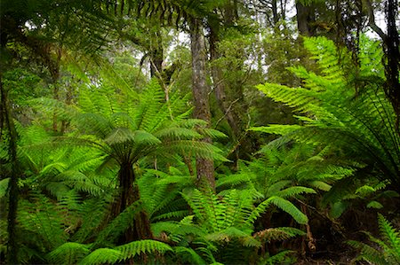 simsearch:6119-08268662,k - Gemäßigten Regenwald, Otway Nationalpark, Victoria, Australien Stockbilder - Lizenzpflichtiges, Bildnummer: 700-01236428