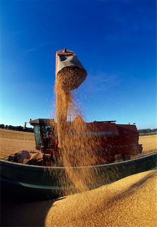 simsearch:649-03622026,k - Harvester Stock Photo - Rights-Managed, Code: 700-01236421