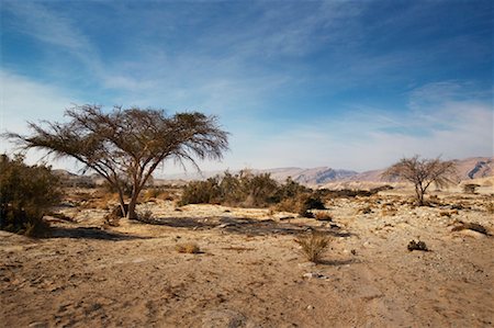 dry trees dry lands - Desert, Israel Stock Photo - Rights-Managed, Code: 700-01236462