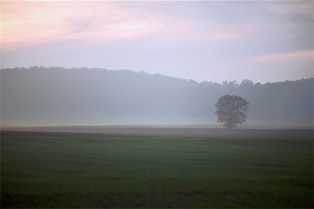 Mist over Field at Dawn Stock Photo - Rights-Managed, Code: 700-01236474