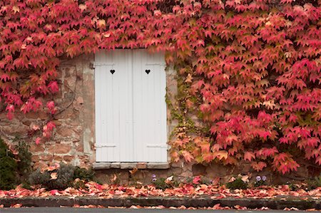 Shuttered Window in Ivy Covered Wall Foto de stock - Con derechos protegidos, Código: 700-01236475