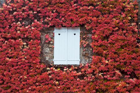 Shuttered Window in Ivy Covered Wall Stock Photo - Rights-Managed, Code: 700-01236476