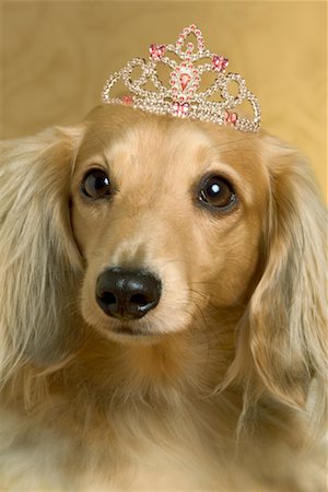 princesse - Portrait of Dog Wearing Tiara Foto de stock - Con derechos protegidos, Código: 700-01236562