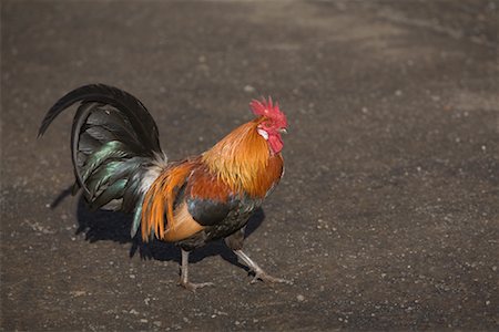 Coq Photographie de stock - Rights-Managed, Code: 700-01248795