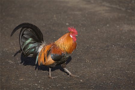 parking lot close up - Rooster Foto de stock - Con derechos protegidos, Código: 700-01248795