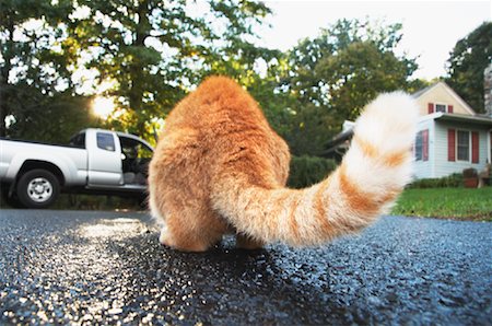 Cat in Driveway Stock Photo - Rights-Managed, Code: 700-01248891