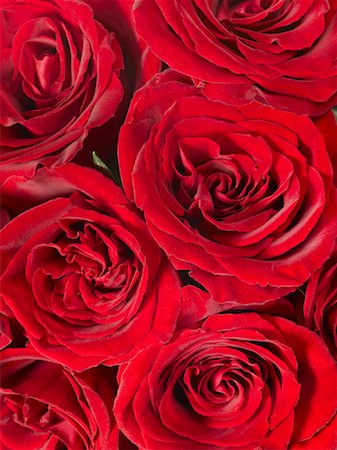 red centre - Close-up of Red Roses Foto de stock - Con derechos protegidos, Código: 700-01248932