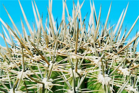 prickly plants - Close-Up of Cactus Stock Photo - Rights-Managed, Code: 700-01259747