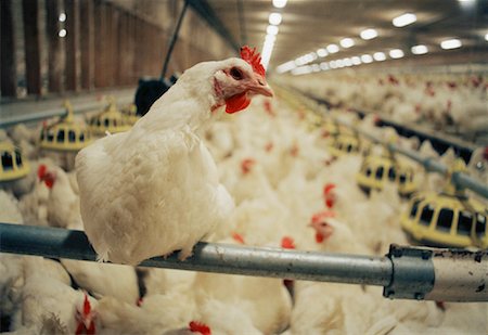 poultry farm - Chicken Barn Stock Photo - Rights-Managed, Code: 700-01260102