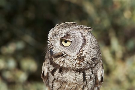 Close-up of Owl Stock Photo - Rights-Managed, Code: 700-01275404
