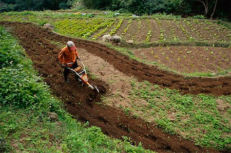 Man Tilling Soil on Vegetable Farm, Taipei, Taiwan Stock Photo - Rights-Managed, Code: 700-01275815