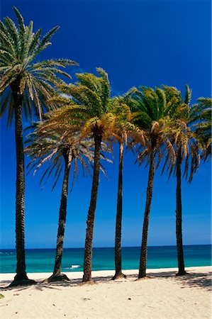 simsearch:700-01235110,k - Palm Trees, Oahu, Hawaii Stock Photo - Rights-Managed, Code: 700-01276132