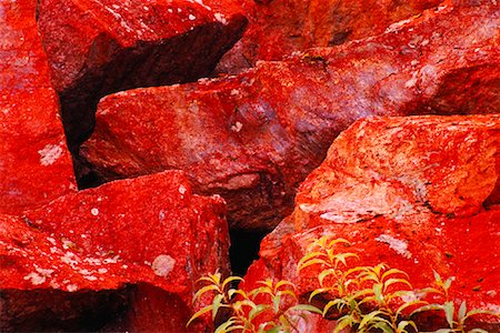 Red Lichen Covered Rocks, Westland National Park, New Zealand Stock Photo - Rights-Managed, Code: 700-01295695