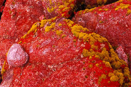 freeman patterson photography - Red Lichen Covered Rocks, Westland National Park, New Zealand Stock Photo - Rights-Managed, Code: 700-01295696