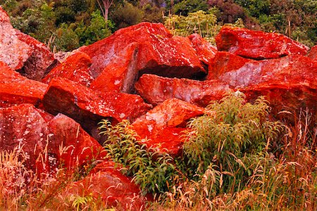 freeman patterson photography - Red Lichen Covered Rocks, Westland National Park, New Zealand Stock Photo - Rights-Managed, Code: 700-01295697