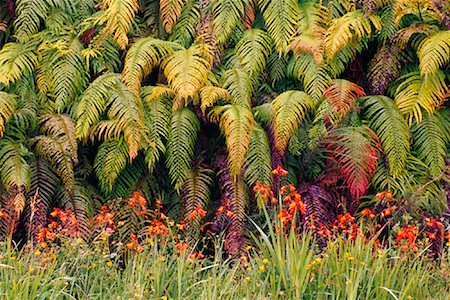 freeman patterson - Wild Crocosmia Blooming Near Hari Hari, New Zealand Foto de stock - Con derechos protegidos, Código: 700-01295699