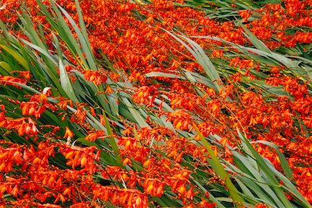 freeman patterson - Crocosmia sauvage en fleurs près de Hari Hari, Nouvelle-Zélande Photographie de stock - Rights-Managed, Code: 700-01295700