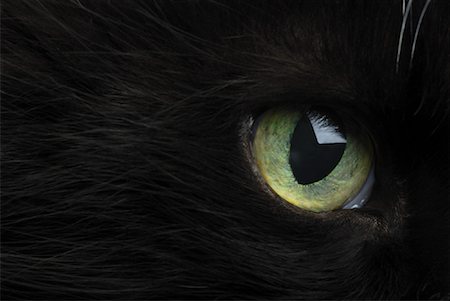 Close-Up of Cat's Eye Stock Photo - Rights-Managed, Code: 700-01296305