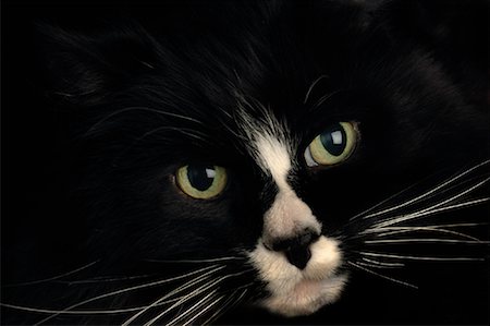 simsearch:700-05389498,k - Close-Up of Cat Foto de stock - Con derechos protegidos, Código: 700-01296307
