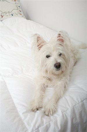 West Highland White Terrier sur lit Photographie de stock - Rights-Managed, Code: 700-01296695
