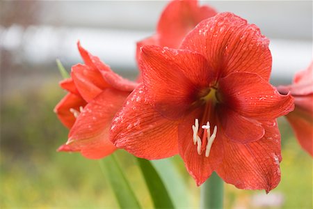 Amaryllis Foto de stock - Direito Controlado, Número: 700-01344517