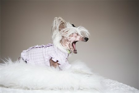 side profile portrait eyes closed studio - Dog Yawning Stock Photo - Rights-Managed, Code: 700-01344568