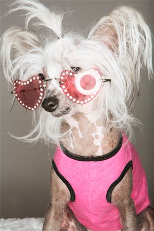 dog face frontal view - Portrait of Dog Wearing Sunglasses Stock Photo - Rights-Managed, Code: 700-01344584