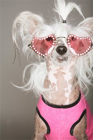 Portrait de chien, lunettes de soleil Photographie de stock - Rights-Managed, Code: 700-01344585