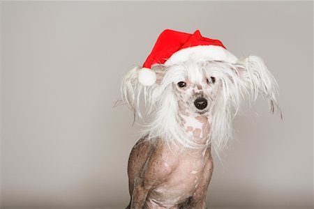 Dog Wearing Santa Hat Fotografie stock - Rights-Managed, Codice: 700-01344586