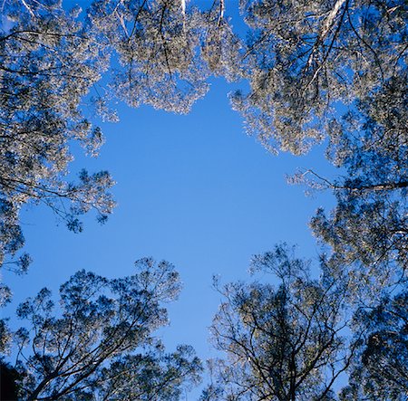 forest low angle australia - Looking up at Trees Stock Photo - Rights-Managed, Code: 700-01345090