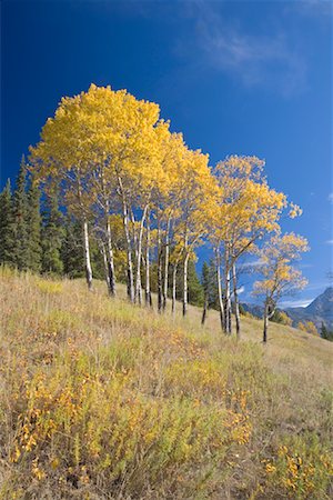 Aspen Trees, Banff National Park, Alberta, Canada Foto de stock - Con derechos protegidos, Código: 700-01345174