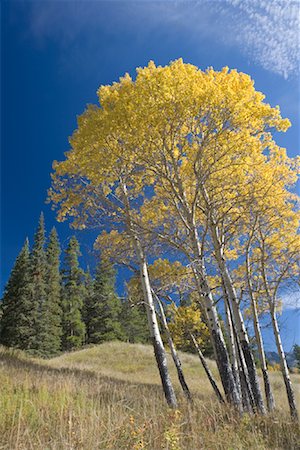 Aspen Trees, Banff National Park, Alberta, Canada Stock Photo - Rights-Managed, Code: 700-01345175