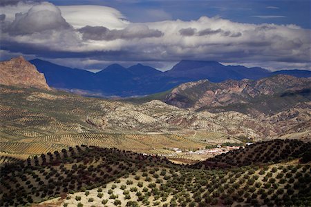 Olive Orchards, Andalucia, Spain Stock Photo - Rights-Managed, Code: 700-01378775