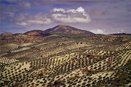 Olive Orchards, Andalucia, Spain Foto de stock - Con derechos protegidos, Código: 700-01378776